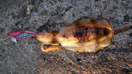 条件良くても渋い