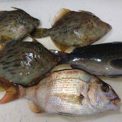 エサが余っていたので