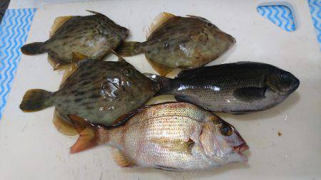 エサが余っていたので