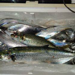 ポーアイ太刀魚