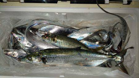 ポーアイ太刀魚