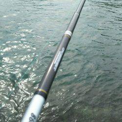 イワシで良型チヌゲット