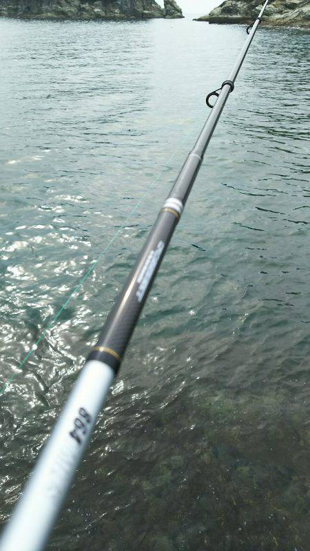 イワシで良型チヌゲット