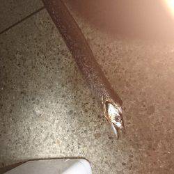 久しぶりのエサ釣り