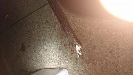 久しぶりのエサ釣り