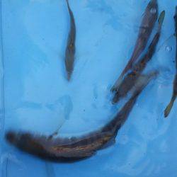 再びタチウオ爆釣!父と行く。