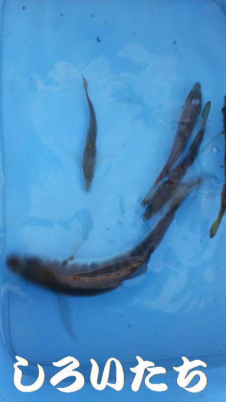 再びタチウオ爆釣!父と行く。