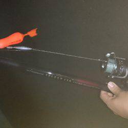 カツオ&タチウオ