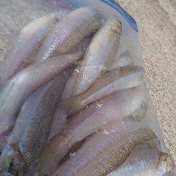 青物からのキス