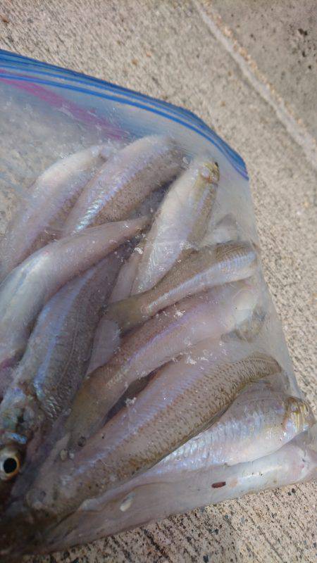 青物からのキス