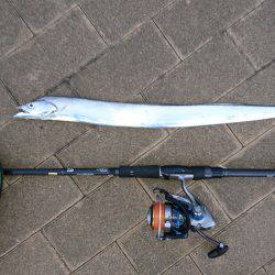 台風前のタチウオ