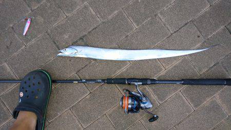 台風前のタチウオ