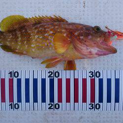 ジギング&タイラバ