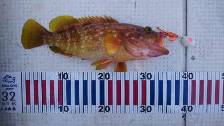 ジギング&タイラバ