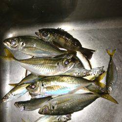 豆じゃないアジング