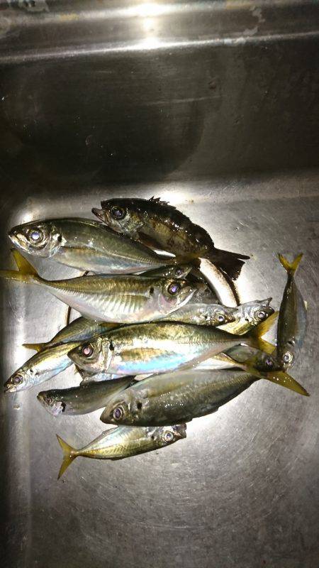 豆じゃないアジング