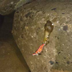 台風前にイカ狙い