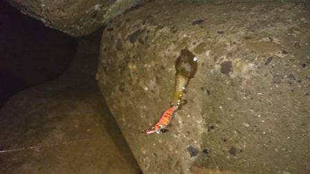 台風前にイカ狙い