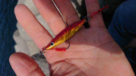 貝塚人工島 青物調査