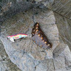 台風前にエギング