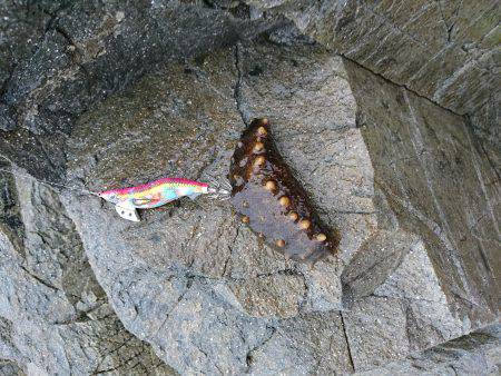 台風前にエギング