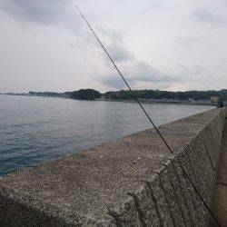 カマスまわってきてます！