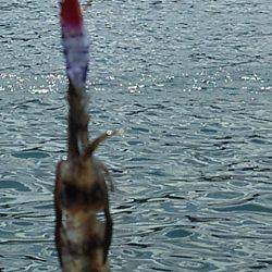 トンカツにはありつけず