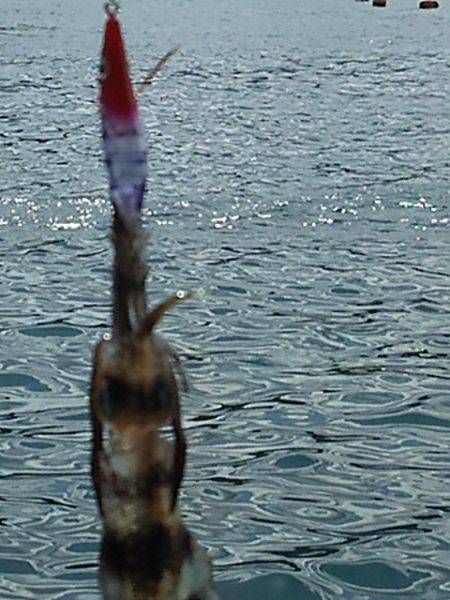 トンカツにはありつけず