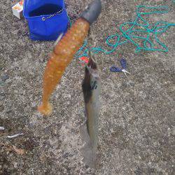 上から下までタチウオ