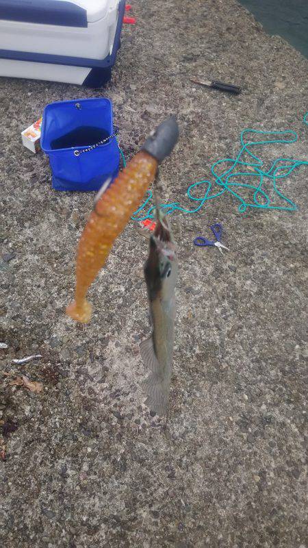 上から下までタチウオ