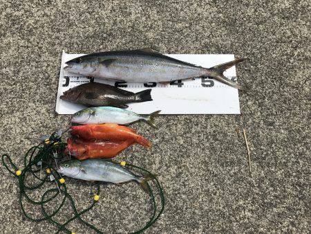 久しぶりの磯。