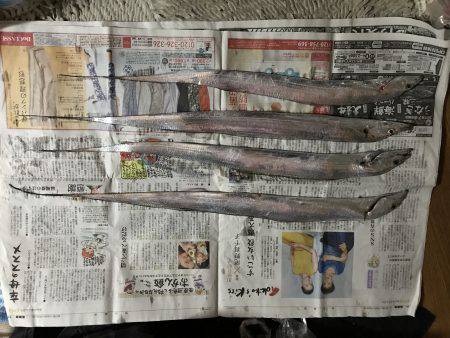 青物とタチウオ釣り