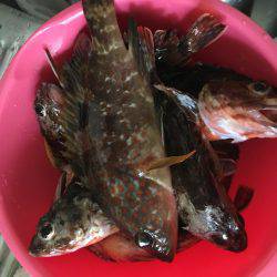 激シブ‥エギング