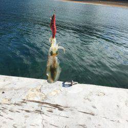 オールリリース…