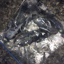 牛ヶ首からの泉南