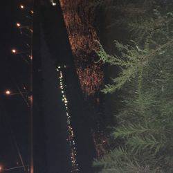 意地フィッシング