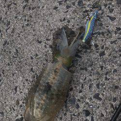 朝まづめ狙いで