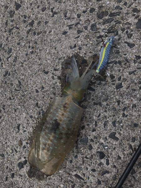 朝まづめ狙いで