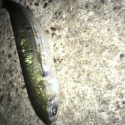 ルアーで色々釣り