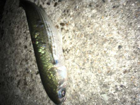 ルアーで色々釣り