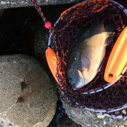 波止フカセ釣り