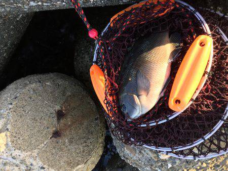 波止フカセ釣り