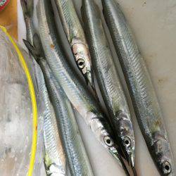 家族でフィッシング