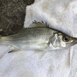 メッキのちセイゴ