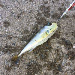 タチウオ不発、サバのみ