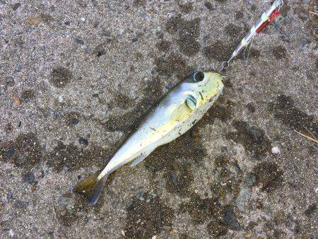 タチウオ不発、サバのみ