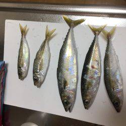 アジ釣りの筈が、、