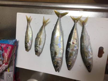 アジ釣りの筈が、、