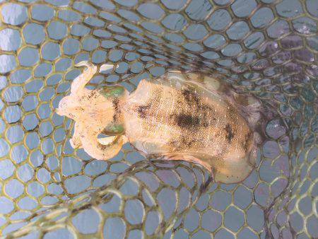 宇佐ボートエギング