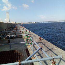 タコは釣れたがアオリはまだか？